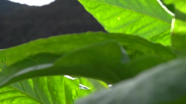 Weelderige tabaksplanten groeien op de boerderij — Stockvideo