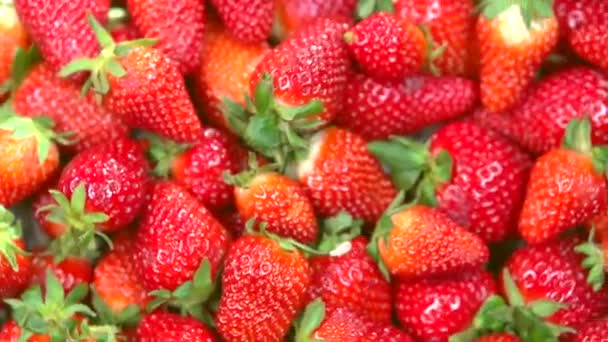 Fragole fresche mature — Video Stock