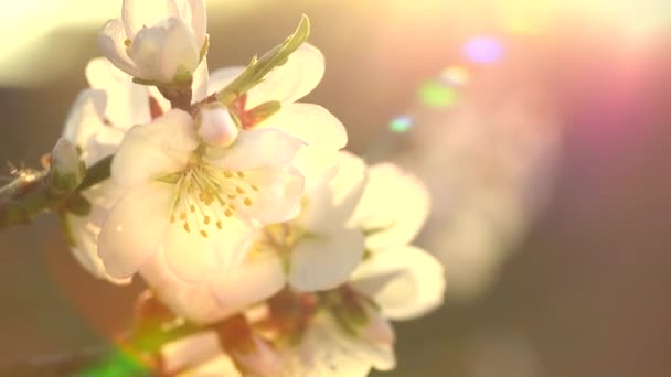 Natuur scène met bloeiende boom — Stockvideo