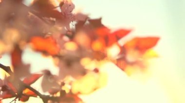 Bahar Çiçeği Arkaplanı.