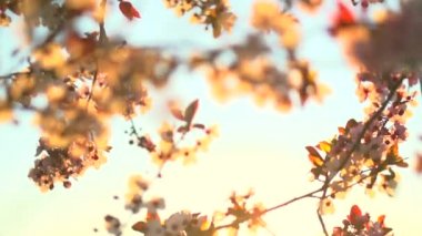 Bahar Çiçeği Arkaplanı.