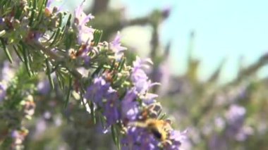 arı polen çiçek toplama.