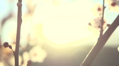 Bahar Çiçek Bahçe.