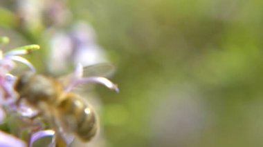 Bal arısı çiçek çalışma.