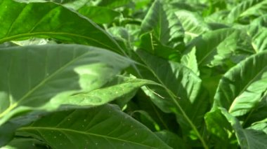 Çiftlikte büyüyen yemyeşil tütün bitkiler