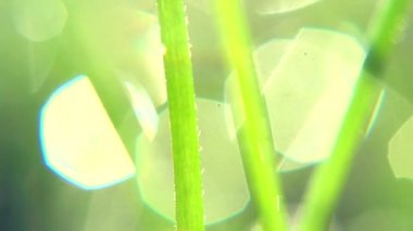 Güneş yeşil çim ile.