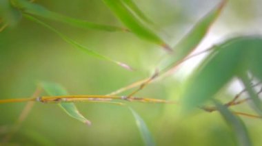 Bambu yakın çekim. Bambu ormanı.