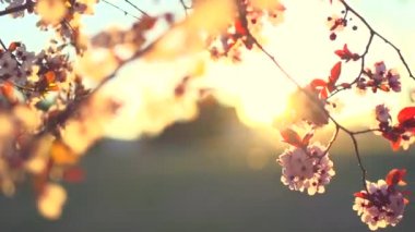Sakura bahar çiçekleri.