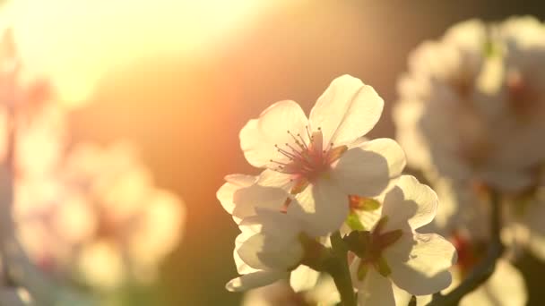 Fond de fleur de printemps. — Video