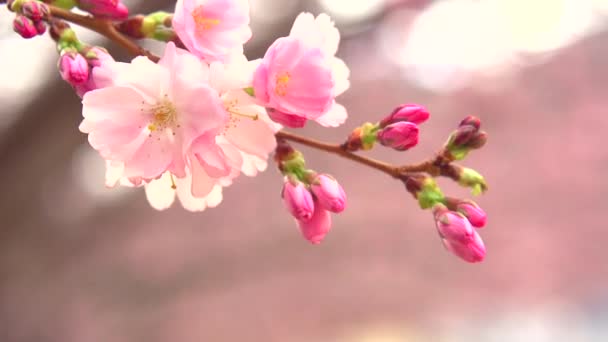 Sakura fiori primaverili . — Video Stock