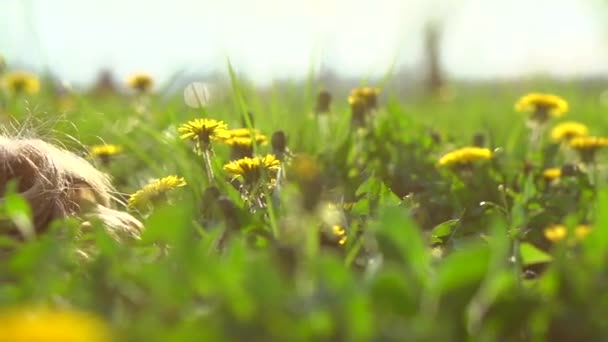 Menina deitada em flores de dente de leão — Vídeo de Stock