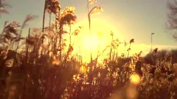Reed esen rüzgar — Stok video