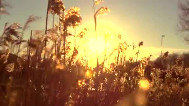 Wind blowing in the reed — Stock Video