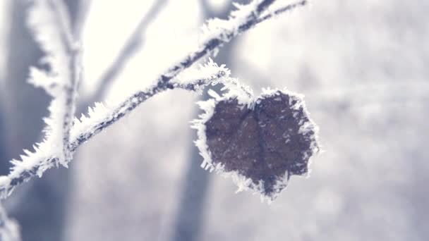 Hoarfrost en ramas con hoja . — Vídeo de stock