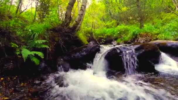 Río de montaña en el bosque — Vídeo de stock