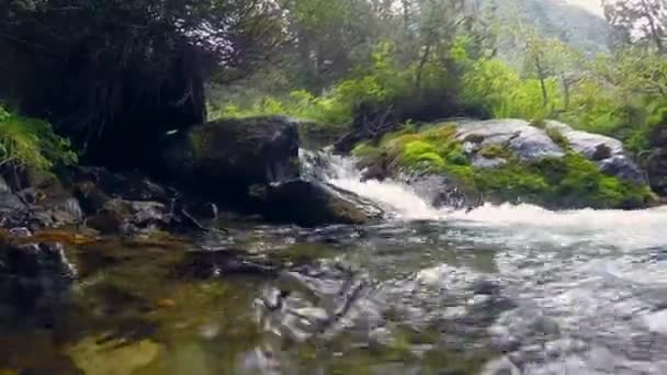 Горная река в лесу — стоковое видео