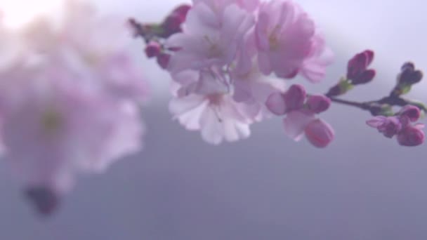 Sakura spring flowers. — Stock Video