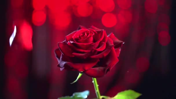 Piros rózsa virág közelről
