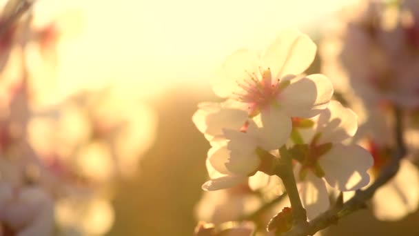 Escena de la naturaleza con árbol en flor — Vídeos de Stock