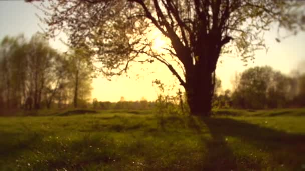 Natureza cena pôr do sol . — Vídeo de Stock