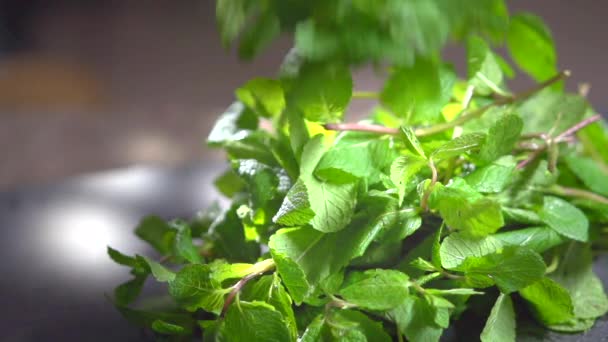 Fresh mint over dark background. — Stock Video