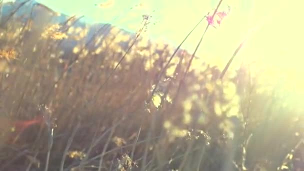 Wind blowing in the reed — Stock Video