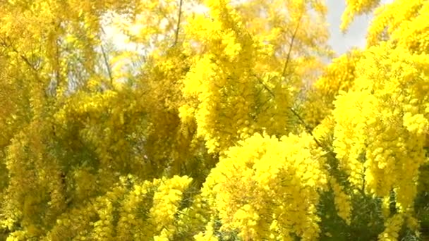 Mimosa boom over blauwe hemel. — Stockvideo