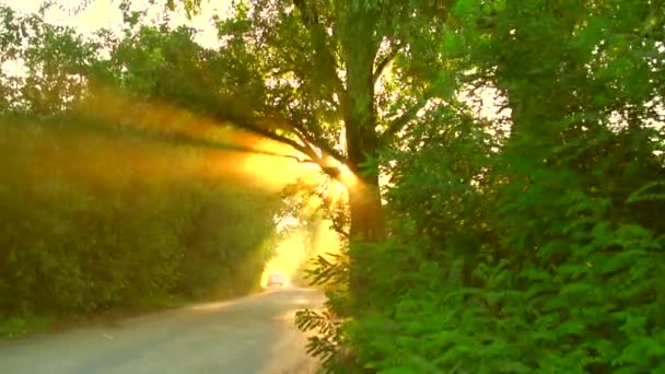 View of road through the green wood — Stock Video