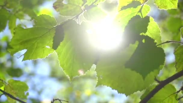 Sol brilhando através de folhas verdes — Vídeo de Stock