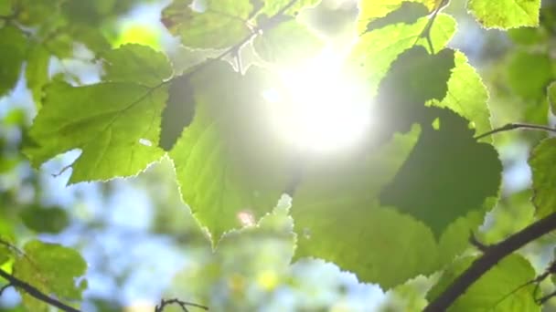 Sol brillando a través de hojas verdes — Vídeo de stock