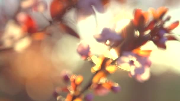 春の花の背景. — ストック動画
