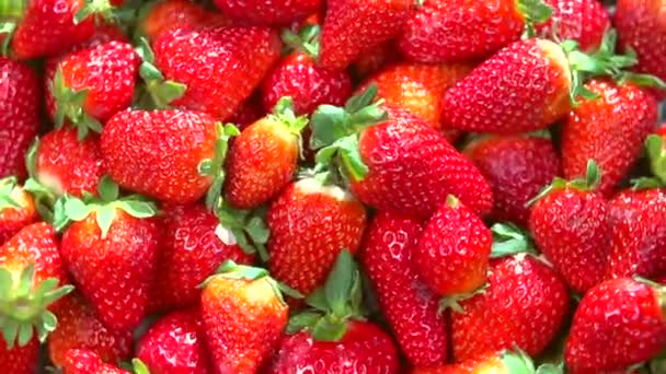 Φρέσκες ώριμες φράουλες τέλεια — Αρχείο Βίντεο