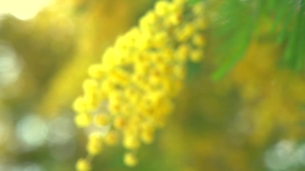 Mimosa spring flowers. — Stock Video