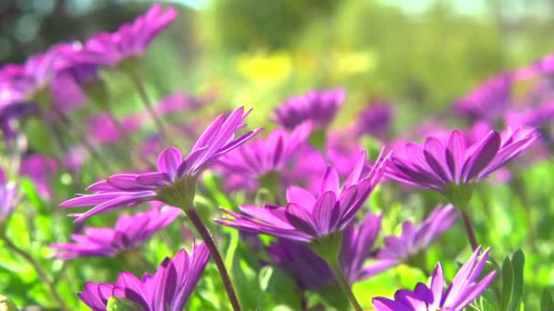 Flores de margarita rosa floreciendo — Vídeo de stock