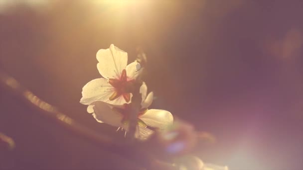 Branches d'arbre fleuri avec des fleurs . — Video