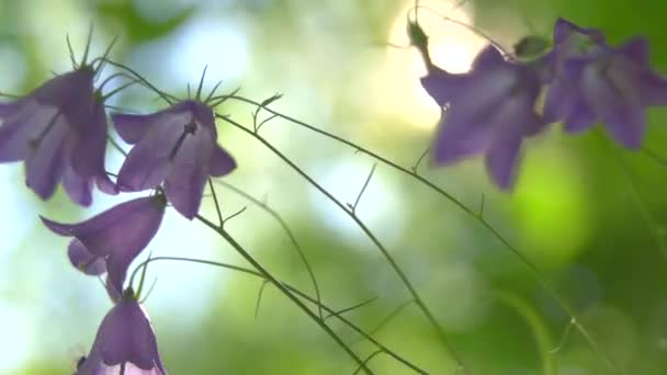 Kleine wild bell bloemen op achtergrond — Stockvideo