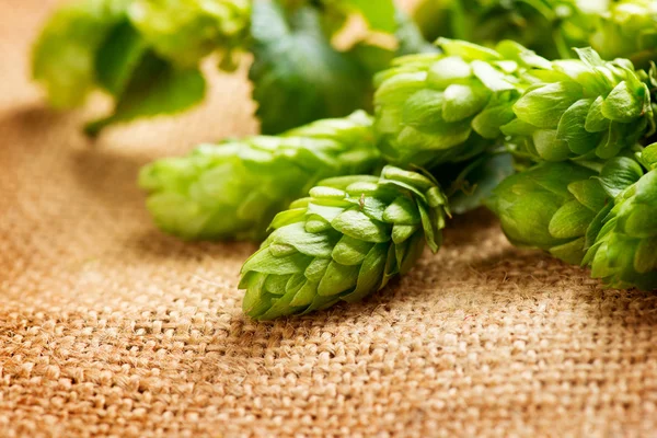 Frischer Hopfen mit Blättern und Zapfen — Stockfoto