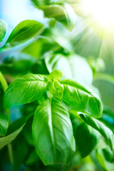Basils bladeren in zonlicht. — Stockfoto