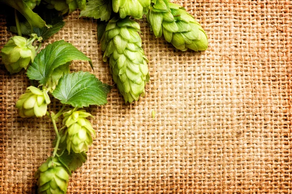 Frischer Hopfen mit Blättern und Zapfen — Stockfoto