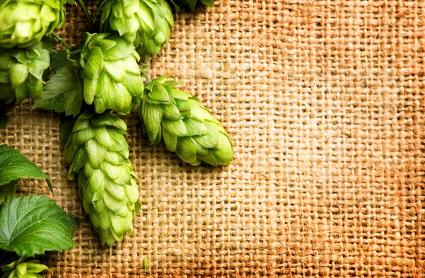 Fresh hop with leaves and cones — Stock Photo, Image