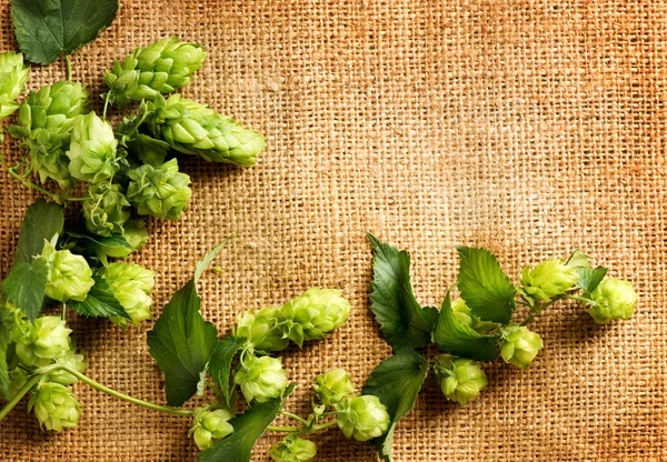 Houblon frais avec feuilles et cônes — Photo