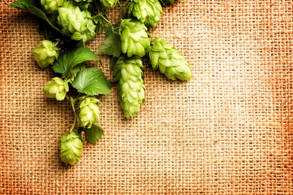 Frischer Hopfen mit Blättern und Zapfen — Stockfoto