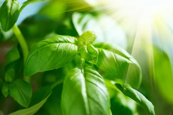 Folhas de manjericão à luz solar . — Fotografia de Stock