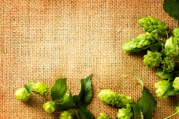 Fresh hop with leaves and cones