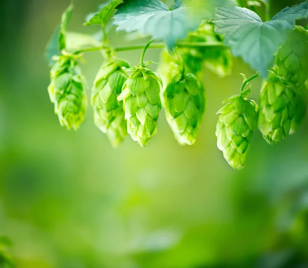 Hop plants close up growing — Stock Photo, Image