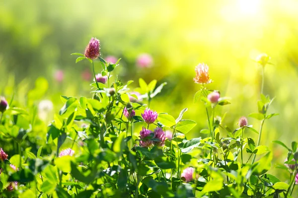 Clover flowers growing on spring field — Stock Photo, Image