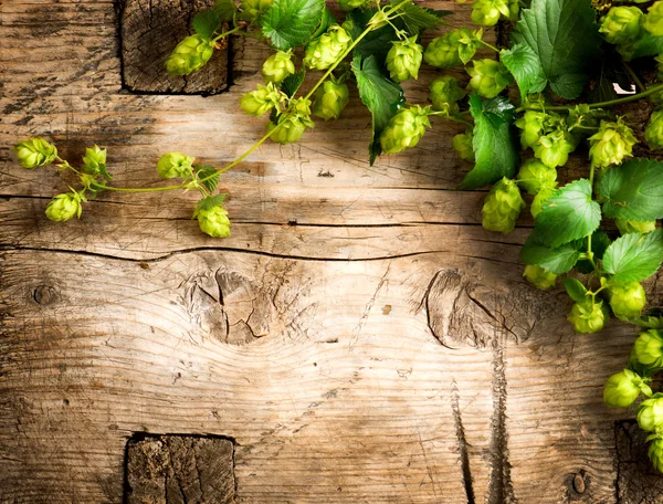 Hopfenzweig über altem Hintergrund. — Stockfoto