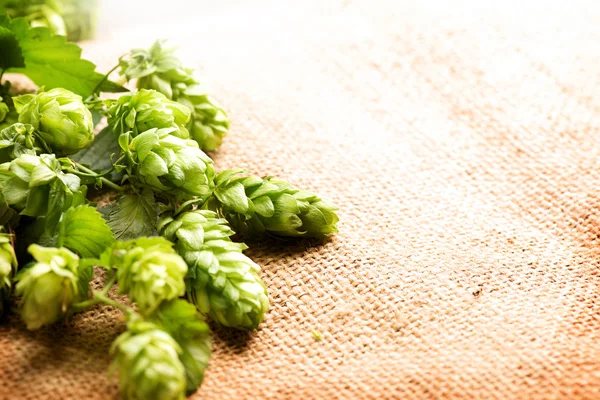 Fresh hop with leaves and cones — Stock Photo, Image
