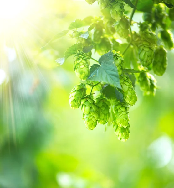 Plantes de houblon gros plan croissant — Photo