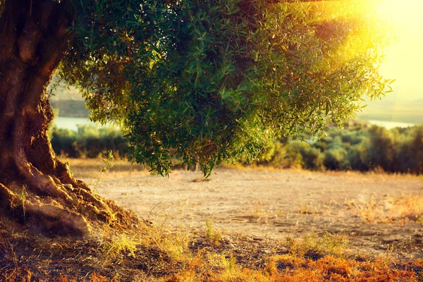 Plantacja drzew oliwnych na zachodzie słońca. — Zdjęcie stockowe